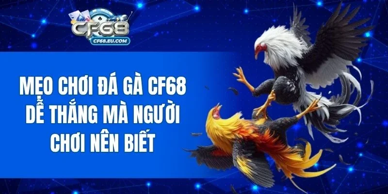Bí quyết tăng khả năng thắng khi chơi đá gà CF68