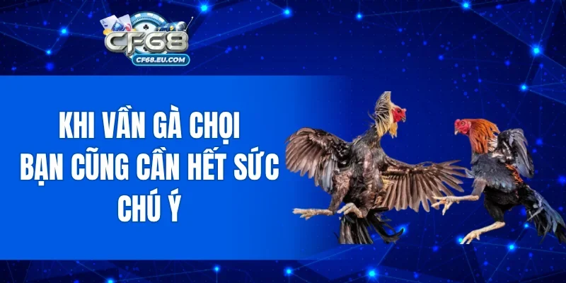 Khi vần gà chọi bạn cũng cần hết sức chú ý