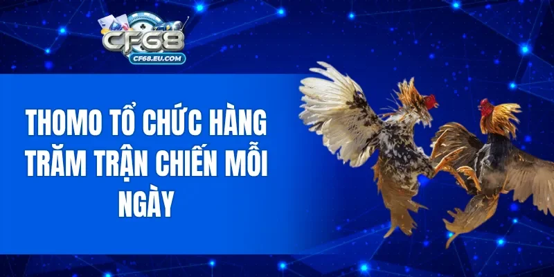 Thomo tổ chức hàng trăm trận chiến mỗi ngày